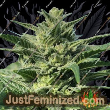 Gorilla G by Concrete Jungle Cannabis Seeds For Sale at Just Feminized