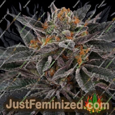 Sunset Cherries Feminized by Perfect Tree for sale at Just Feminized Seeds Bank