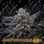 Cherry Crisp by Perfect Tree Cannabis Seeds For Sale at Just Feminized