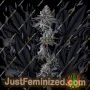 Old Money by Compound Genetics Buds Weed Ganja Skunk Pot Reefer Dope Herb Pics Images
