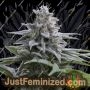 Семена конопли Zkittlez 20 от Silent Seeds продаются в Just Feminized