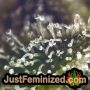 Zkittlez 20 от Silent Seeds THC CBD Крупный план Трихомы Потенциал Урожайность Штамм Indica Sativa Изображения
