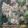 Polar Gelato Auto by Sherbinskis by Silent Seeds Buds Weed Ganja Skunk Pot Reefer Dope Herb Pics Images