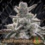 Polar Gelato Auto от Sherbinskis от Silent Seeds THC CBD Крупный план Трихомы Потенциал Урожайность Штамм Indica Sativa