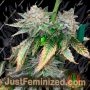 Pink Sunset by Sherbinskis by Silent Seeds Buds Weed Ganja Skunk Pot Reefer Dope Herb Pics Images