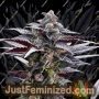 Pink Sunset Auto от Silent Seeds Семена конопли для продажи в Just Feminized