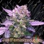 Moby Dick Auto by Silent Seeds THC CBD Close Up Trichomes Potency Yield Indica Sativa Strain Pic Images