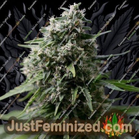 Critical + 20 Auto by Silent Seeds Cannabis Seeds For Sale at Just Feminized