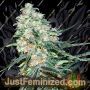 Critical + 20 by Silent Seeds Cannabis Seeds For Sale at Just Feminized