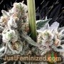 B45 от Booba от Silent Seeds Buds Weed Ganja Skunk Pot Reefer Dope Herb Pics Images