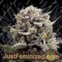 B45 от Booba от Silent Seeds Семена конопли для продажи в Just Feminized