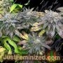 B45 от Booba от Silent Seeds THC CBD Крупный план Трихомы Потенциал Урожайность Штамм Indica Sativa Изображения