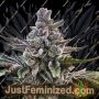 Acai Jelly от Silent Seeds Семена конопли продаются в Just Feminized