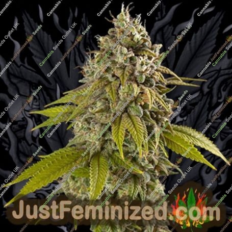 Gelato Auto by Spliff Seeds Cannabis Seeds For Sale at Just Feminized