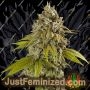 Gelato Auto by Spliff Seeds Cannabis Seeds For Sale at Just Feminized
