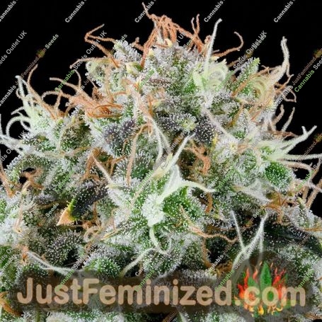 Apple Drops by Grounded Genetics Cannabis Seeds For Sale at Just Feminized