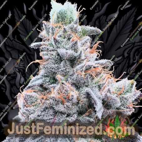 Swoosh by Grounded Genetics Cannabis Seeds For Sale at Just Feminized