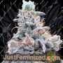 Swoosh by Grounded Genetics Cannabis Seeds For Sale at Just Feminized