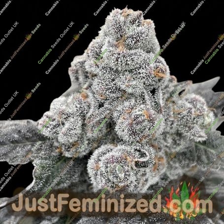 Strawberry Gummies by Grounded Genetics Cannabis Seeds For Sale at Just Feminized