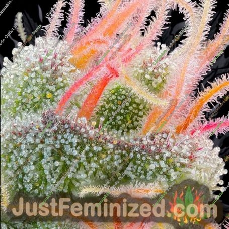 Pink Honey by Grounded Genetics Cannabis Seeds For Sale at Just Feminized