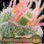 Pink Honey by Grounded Genetics Cannabis Seeds For Sale at Just Feminized