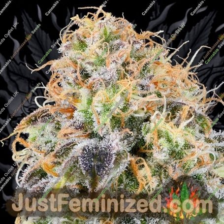Zkunk by Grounded Genetics Cannabis Seeds For Sale at Just Feminized
