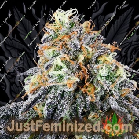 เมล็ดพันธุ์กัญชา Nose Candi จาก Grounded Genetics วางจำหน่ายที่ Just Feminized