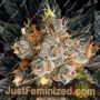 Anesia Seeds Aura Feminized Cannabis Seeds for Sale Online Marijuana Plant Pic