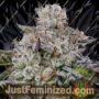 Anesia Seeds Chaos Cake Auto Feminized Cannabis Seeds for Sale Online Marijuana Plant Pic