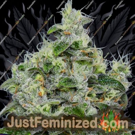 Anesia Seeds Dankberry Auto Feminized Cannabis Seeds for Sale Online Marijuana Plant Pic