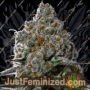 Anesia Seeds Fryday Boof Feminized Cannabis Seeds for Sale Online Marijuana Plant Pic