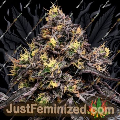 Anesia Seeds Glowberry Rush Feminized Cannabis Seeds for Sale Online Marijuana Plant Pic
