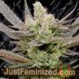 Anesia Seeds Glowberry Rush Auto Feminized Cannabis Seeds for Sale Online Marijuana Plant Pic