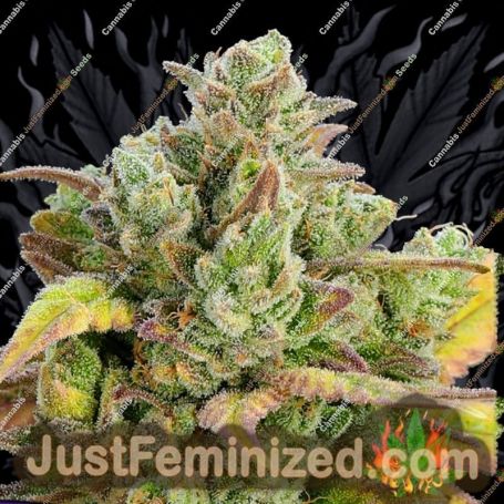 Anesia Seeds Honey Fried Bananas Feminized Cannabis Seeds for Sale Online Marijuana Plant Pic
