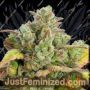 Anesia Seeds Honey Fried Bananas Feminized Cannabis Seeds for Sale Online Marijuana Plant Pic
