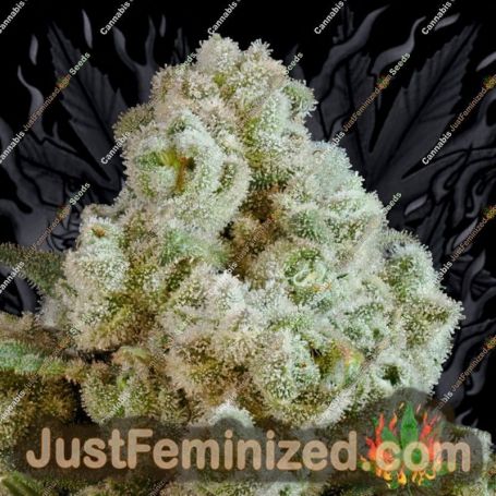 Anesia Seeds Privileged Baddie Feminized Cannabis Seeds for Sale Online Marijuana Plant Pic