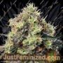 Anesia Seeds Roswell Code Feminized Cannabis Seeds for Sale Online Marijuana Plant Pic