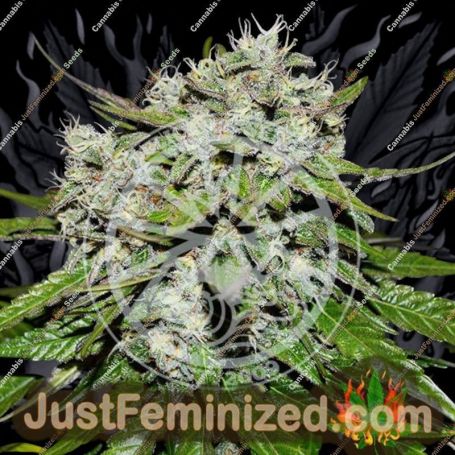 Delicious Nevilles Rose Auto Feminized Cannabis Seeds for Sale Online Marijuana Plant Pic