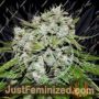 Delicious Nevilles Rose Auto Feminized Cannabis Seeds for Sale Online Marijuana Plant Pic