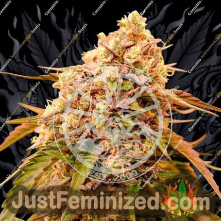 Delicious Sunday Punch Early Version Feminized Cannabis Seeds for Sale Online Marijuana Plant Pic