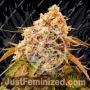 Delicious Sunday Punch Early Version Feminized Cannabis Seeds for Sale Online Marijuana Plant Pic