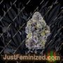 Growers Choice Sticky Wasabi TRIPLOID Feminized Cannabis Seeds for Sale Online Marijuana Plant Pic