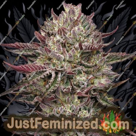 Humboldt Seed COMPANY Chicken NWafflez Feminized Cannabis Seeds for Sale Online Marijuana Plant Pic