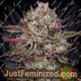 Humboldt Seed COMPANY Chicken NWafflez Feminized Cannabis Seeds for Sale Online Marijuana Plant Pic