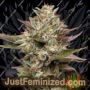 Humboldt Seed COMPANY Moonfog Feminized Cannabis Seeds for Sale Online Marijuana Plant Pic