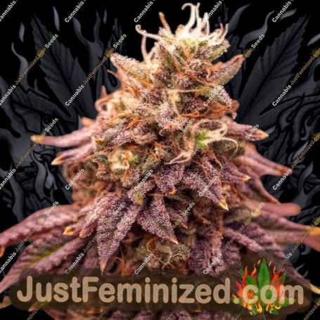 PowerStrains 5Star Berry Moonrocks XL Feminized Cannabis Seeds for Sale Online Marijuana Plant Pic