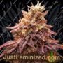 PowerStrains 5Star Berry Moonrocks XL Auto Feminized Cannabis Seeds for Sale Online Marijuana Plant Pic