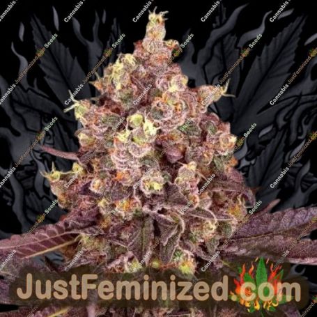 PowerStrains 5Star Cherry Pie Feminized Cannabis Seeds for Sale Online Marijuana Plant Pic