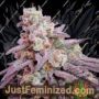 PowerStrains 5Star Pink Runtz  Auto Feminized Cannabis Seeds for Sale Online Marijuana Plant Pic