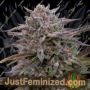 PowerStrains 5Star Pink Runtz Feminized Cannabis Seeds for Sale Online Marijuana Plant Pic